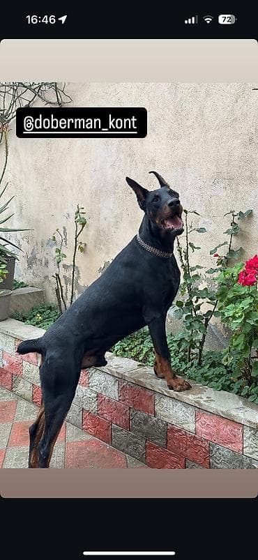 İtlər: Doberman, 3 il, Erkek, Cütləşmə üçün — 2