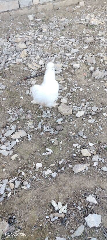Гуси: Məhsul: Ağ İpək toyuq (Silkie) – dekorativ cins Xüsusiyyətlər: - — 3