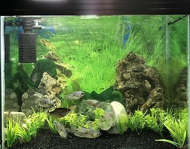 akva ayaqabılar: Akvaryum komplekti her şey daxil 200 azn — 1