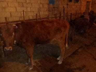Ərkək Dişi Danalar Qiymət 650 manatdan 1600 manata kimi 7 eded Heyvan