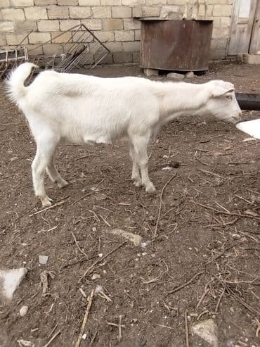 Inəklər, öküzlər: Keçilər dəsti satılır – ümumi 6 baş • 1 baş hələpnən × sanen dönməsi — 5