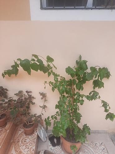 bezek bitkileri: Böyük ölçülü saksı bitkisi – hibiskus (Çin qızılgülü) - Növ: Hibiskus — 3