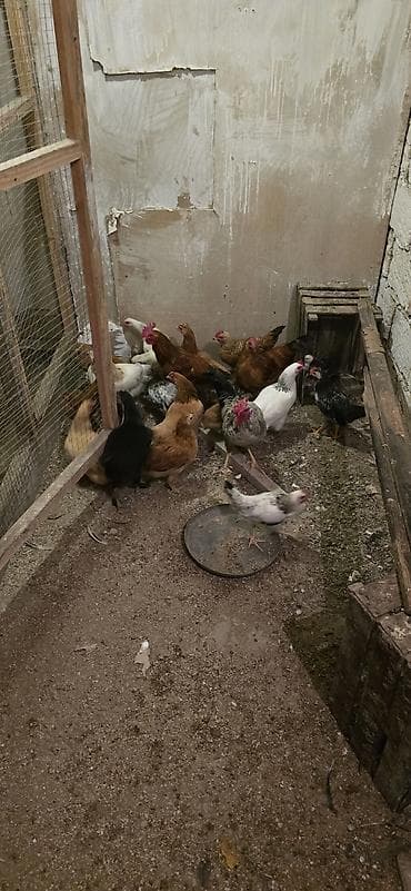 cins at: Mətn: Yerli qarışıq cins toyuq sürüsü - Sürüdə erkək və dişi toyuqlar — 5