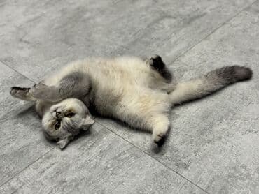 pişik şotland: Şotland — 3