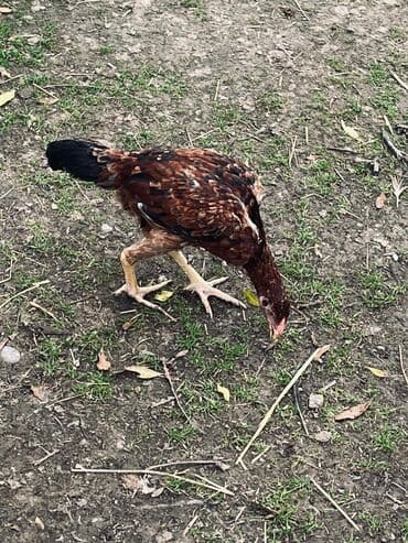 cucə satılır: Toyuq cücələri, Damazlıq — 7