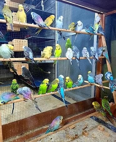 taxta qefes: SUPER PAPUQAY DƏSTİ 🦜cemi 45 azn ✨ Hamısı bir yerdə – ideal başlanğıc — 2