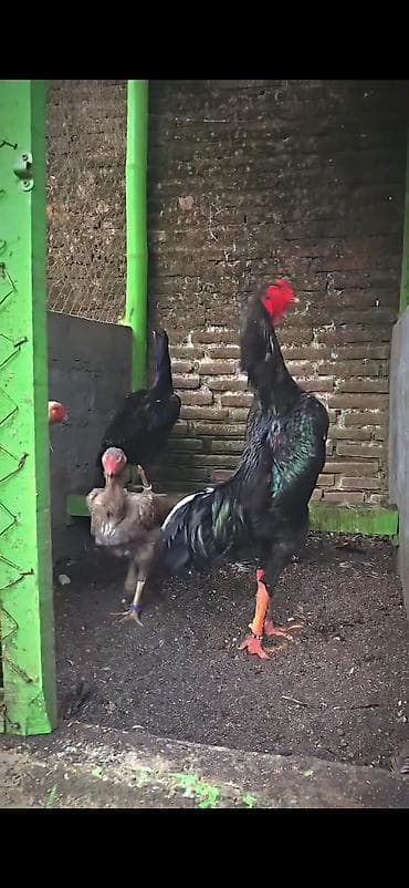 toptan toyuq satisi: Məhsul: Uzunboylu döyüş cinsi toyuqlar (Aseel/Shamo tipli) Təsvir: - — 1