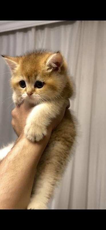 pisik satanlar: Şinşilla, Dişi — 2