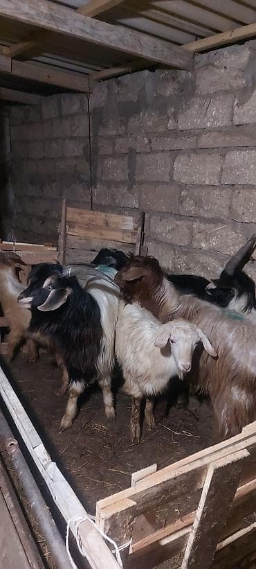 keçi: Çəpişlər hamısı erkəkdir.hamısı rayon çəpişləridir qiymətləri — 3