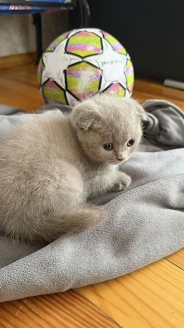 keci balası: Şotland yastı qulaq, Dişi — 5