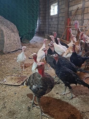 dişi at: Məhsul: Hind quşları (xuruz və dişi fərdlər) Təsvir: - Şəkillərdə — 3