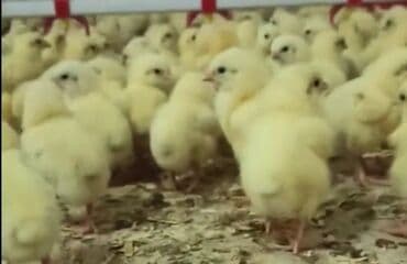 cücə: Toyuq cücələri, Ətlik, Pulsuz çatdırılma — 1