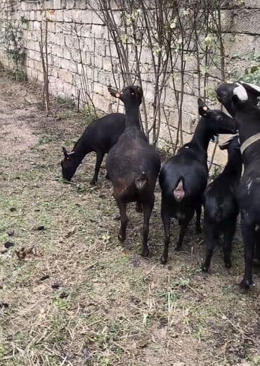 cins inekler azerbaycanda: Təmiz orginal murciyano keçiləri yetik boğazdılar 6 dənə keçidi — 7