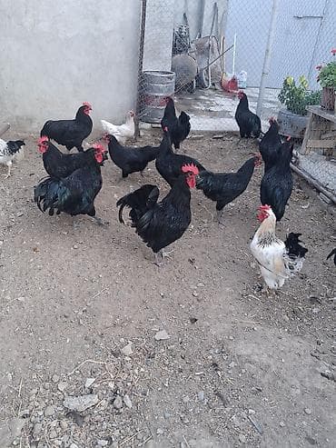 Kənd təsərrüfatı quşları: Qara rəngli yerli toyuq xoruzları – yumurtalıq və ətlik istiqamət — 3