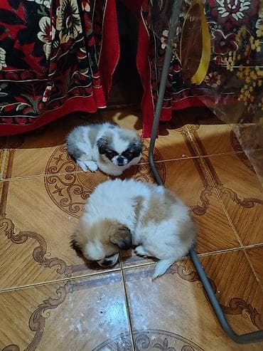 Pekines, 2 ay, Erkek, Peyvəndli, Ödənişli çatdırılma, Pulsuz çatdırılma — 10