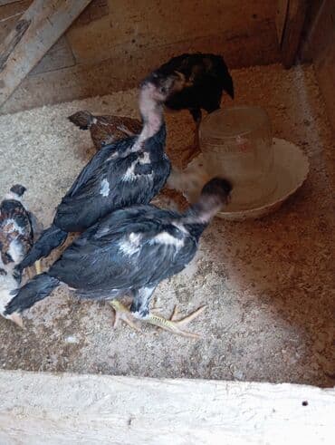 Heyvanlar üçün mallar: Xoruz, Heyratı, il: 1, Ödənişli çatdırılma — 8