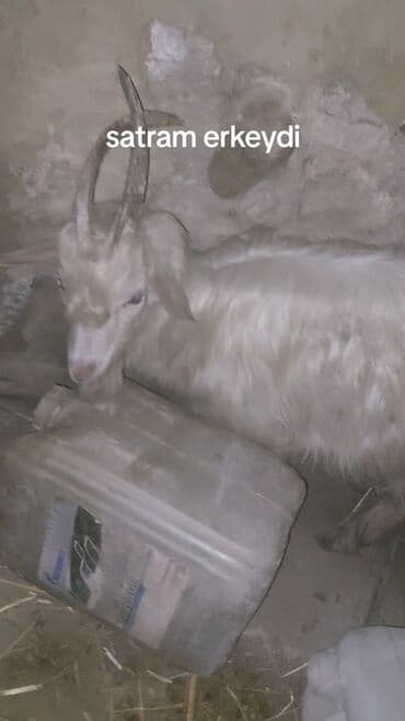 Məhsul: Erkək keçi Təsvir: - Cins: Yerli keçi (erkək) - Rəng