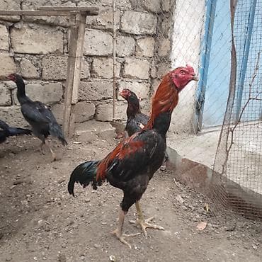 heyrati yumurtasi satilir: Toyuq, Damazlıq — 1