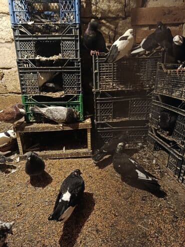 quş yuvaları: Ev göyərçinləri – müxtəlif rəng və növlər Təsvir: - Şəkillərdəki — 1