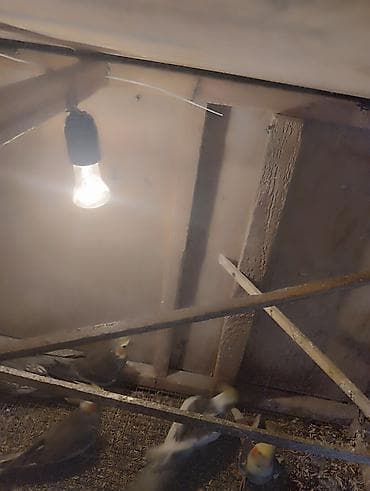 essek sekli: Korella (Cockatiel) cütləri və sürü – satılır - Növ: Korella — 9