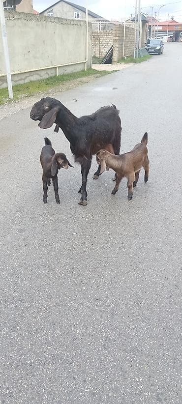 diş şotkası: Sürü – keçi qarışıq 15 baş Ana keçi qarışıqdı hem Sani hem Heleb — 8