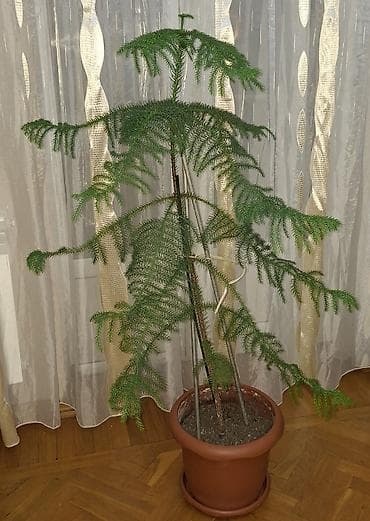 Digər bitkilər: Araukariya (otaq şam ağacı). Sağlam, baxımlı və simmetrik formaya — 4