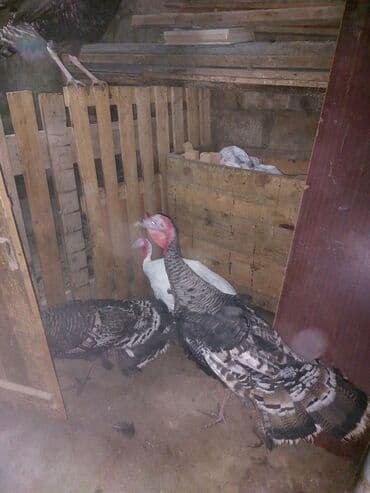 boynu yoluq: 7 dendi 7 erkərkdir Məhsulun təsviri: - Şəkillərdə görünən qara-çalar — 2