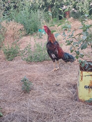 meşe xoruzu: Xoruz, Heyratı, il: 1, Pulsuz çatdırılma — 3
