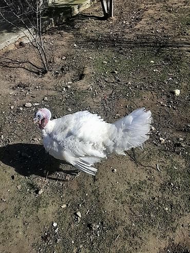 Бараны, овцы: Самец, Для разведения — 3