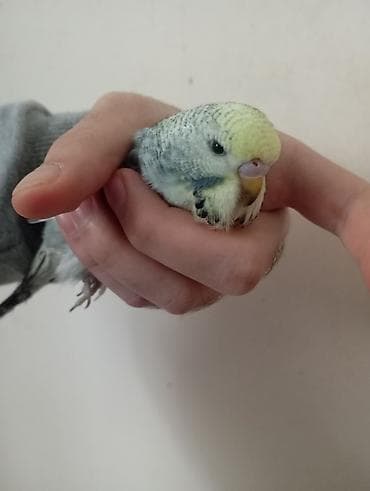 quş tələsi: Çex tutuquşu balaları ay yarımlıqdırlar təcili satıldığına görə bu — 8