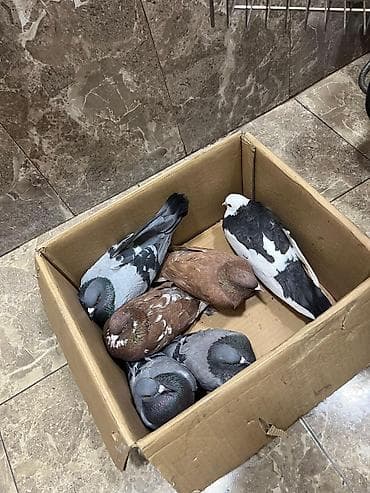 goyərcin satışı: 6 ədəd tutulma göyərçinlər tam sağlamdılar.təcili satılır qiymət 6 — 1