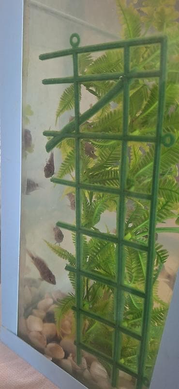 beta balığı qiymət: Dördbucaq akvarium, Balıqlarla birlikdə, 17 l, Ünvandan götürmə — 3