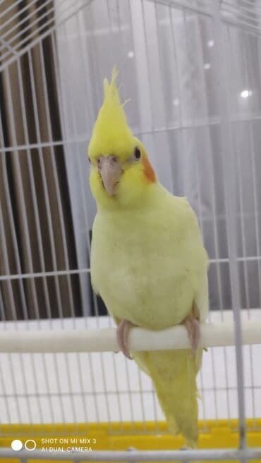 хаски цена в баку: Satılır.3 aylıq tutuquşu — 1