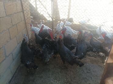 it adlari disi: Məhsul: Hinduşka və digər quşlar (ferma quşları) qapı hündüşqası kq 18 — 1