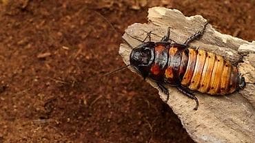 Dekorativ Madagaskar böcəyi — 2
