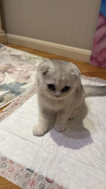 boyuməyən pişiklər: Şotland yastı qulaq, Erkək — 2