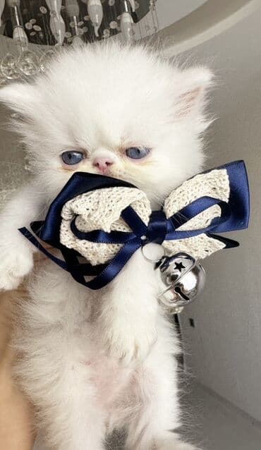 ağ pişik cinsləri: Ekzot, Erkək — 1