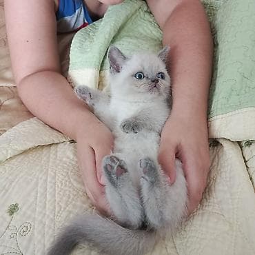 angora pişik: Britan — 2
