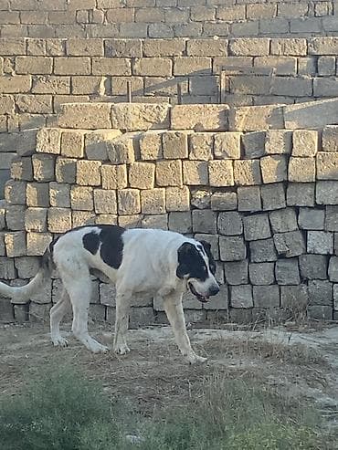 itləri: Qurdbasar, 2 il, Erkək, Peyvəndli — 3