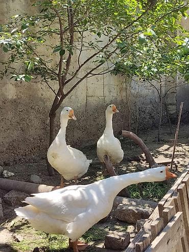 it balalari satilir: Iki erkek, bir dişi. Hal-hazırda yumurtlayirlar — 2