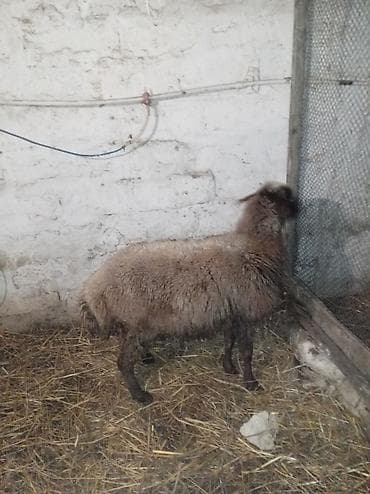 Телята: Sağlamdı 2ci qarına qoça gəlib. Ünvan Novxanı — 1