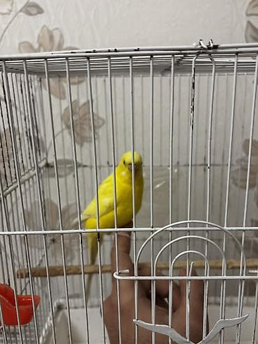 Quşlar: Qəfəslə birlikdə satılır Tam sağlam Lutino valinist .Dişi quşdu ələ — 5