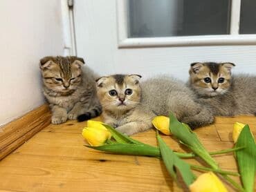 şotlan pişik: Şotland yastı qulaq, Erkək, Dişi, Yaxşı əllərə, Ünvandan götürmə, Pulsuz çatdırılma, Ödənişli çatdırılma — 134