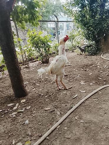 kənd heyvanları: Saqlamdi 1 il 3 aylıqdı tuleydedi heyvan tükünü deyisenen sora lap — 1