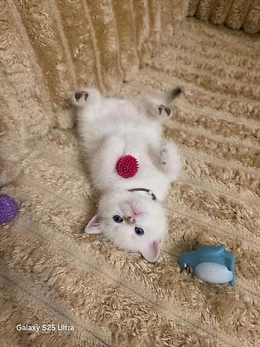 sort pişik: Britan — 1