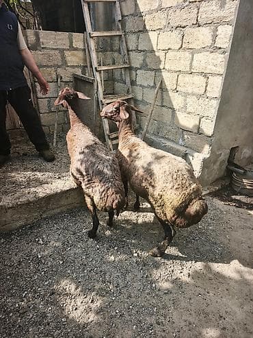 Iki baş quyruqlu ətlik qoyun - Növ: yerli ətlik, yağlı quyruqlu -