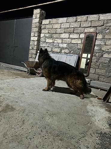 ev iti satisi: Alman çoban iti, 2 il, Erkek, Ünvandan götürmə — 2