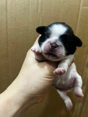 кане корсо бишкек: Пекинес, Самка, Самовывоз — 4