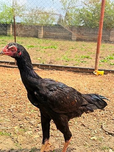 yapon xoruzları: Her qiymete var — 10