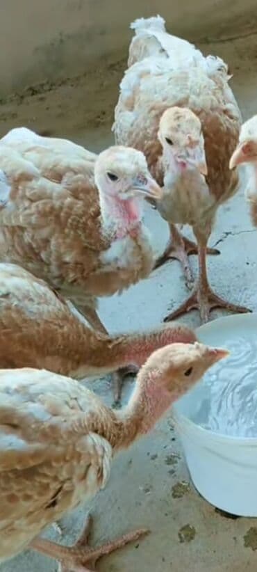 cins inekler azerbaycanda: Salam alekum bu hidusqa satandab 5 hidusqa zakaz etmisik pulu atmisiq — 16